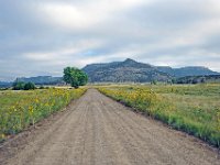 THS5822  On the way to Dawson, NM with the sun flowers on dirt road A-38.