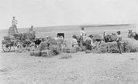 alfalfa1900s